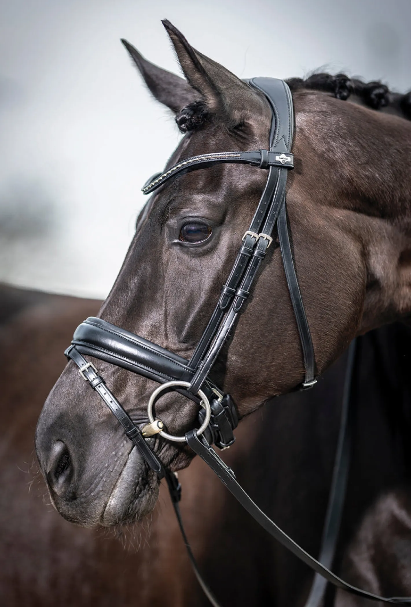 HORSE HEALTH TRADE LeMieux® Kudos Dressage Flash Bridle