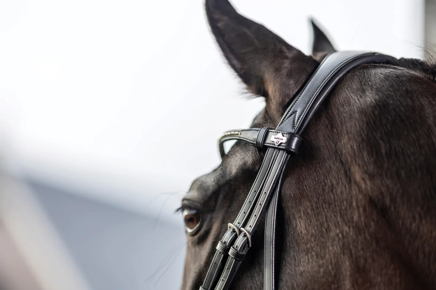 HORSE HEALTH TRADE LeMieux® Kudos Dressage Flash Bridle