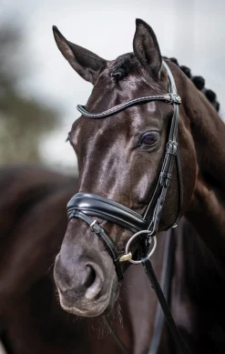 HORSE HEALTH TRADE LeMieux® Kudos Dressage Flash Bridle