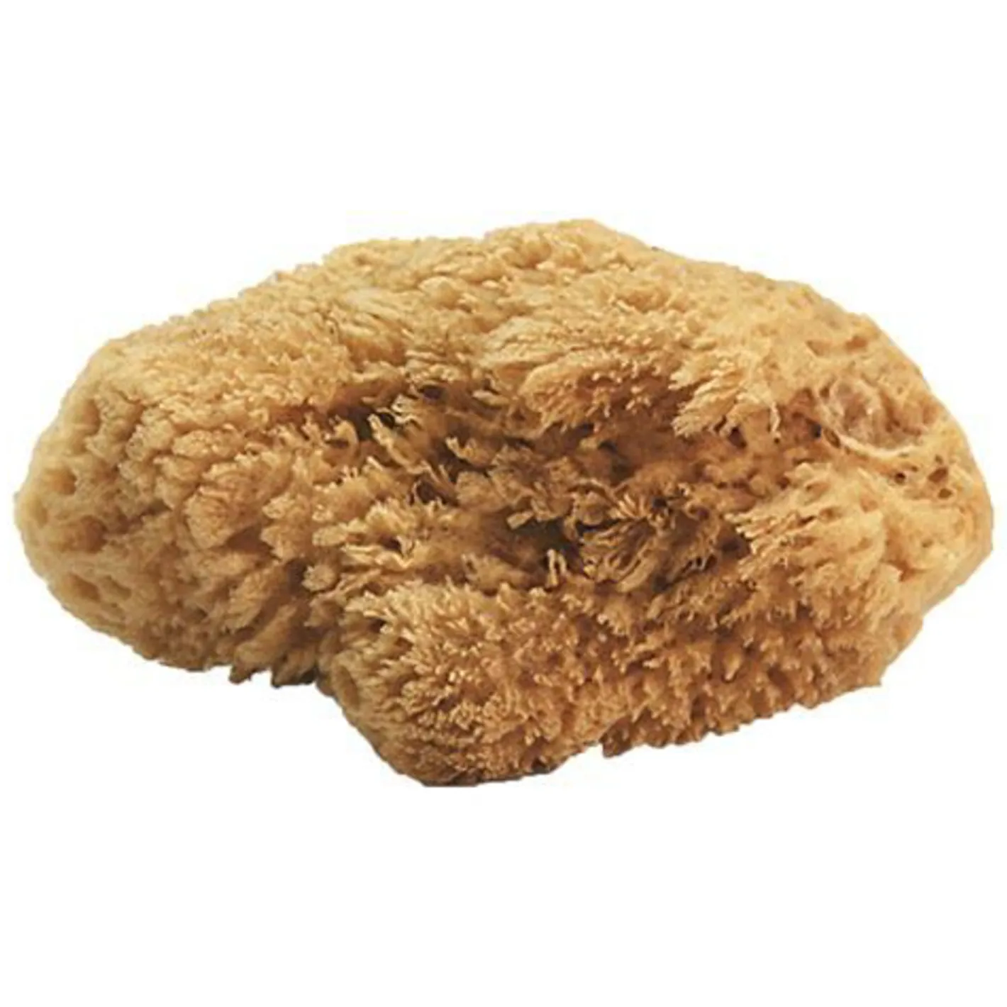 JACKS MFG Natural Sea Sponges