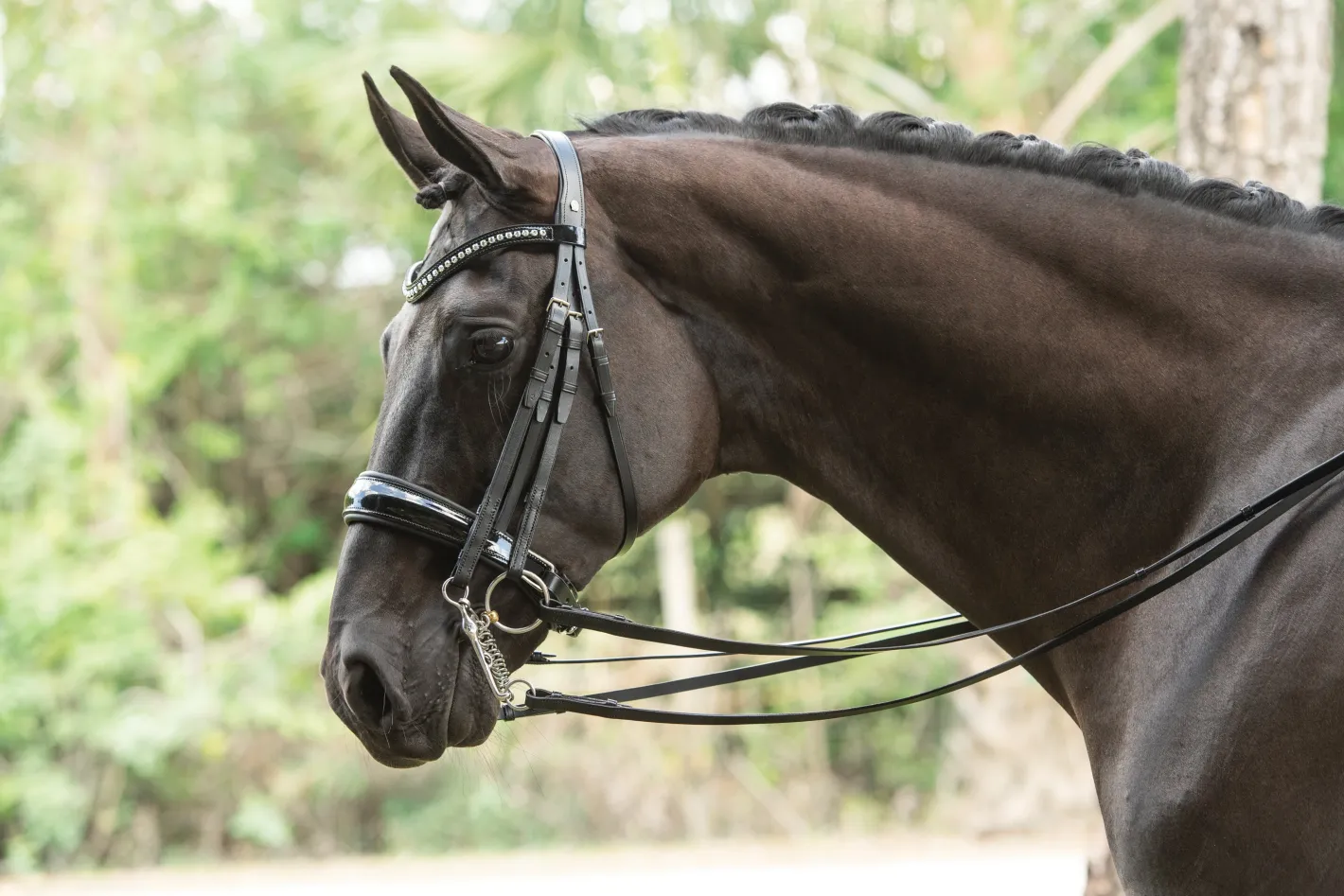 OTTO SCHUMACHER Patent Venedig Double Bridle