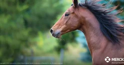 ANIMAL HEALTH INT Panacur Paste Dewormer