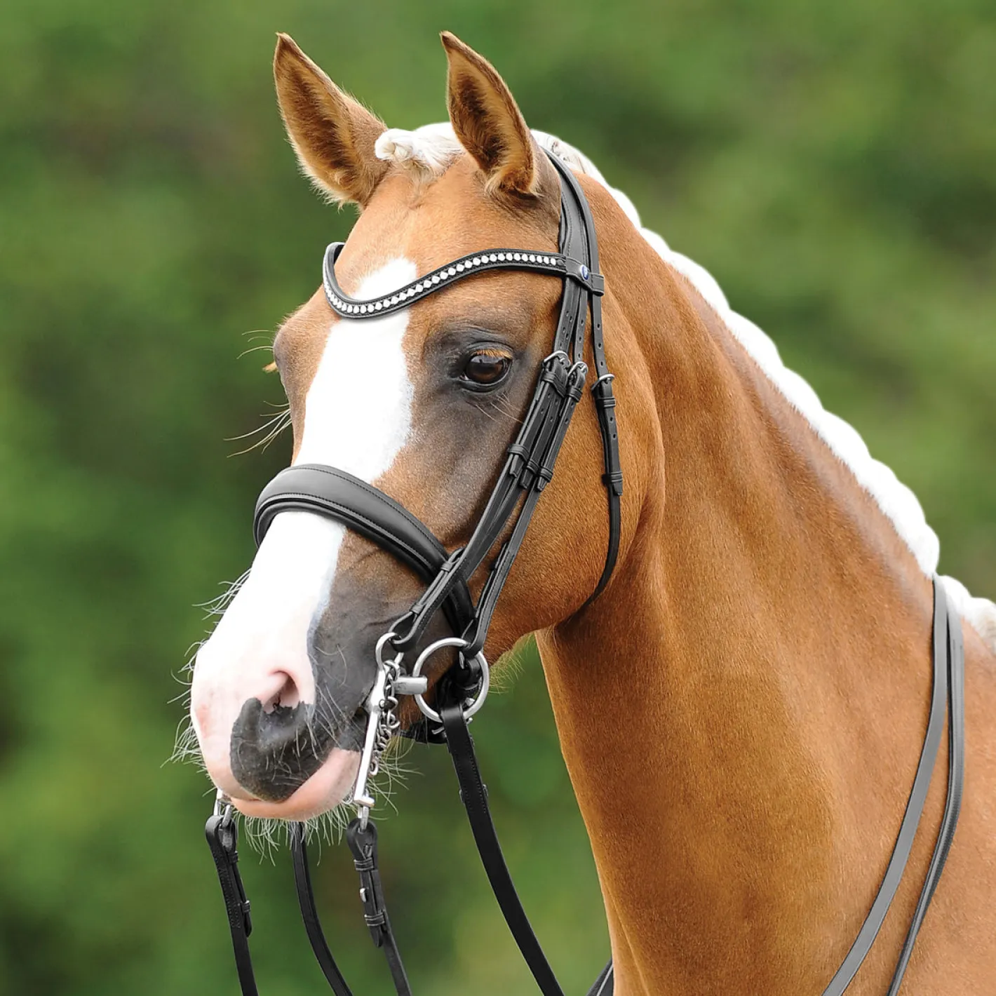 GEM-PASSIER PassierBLU® Dream Double Bridle