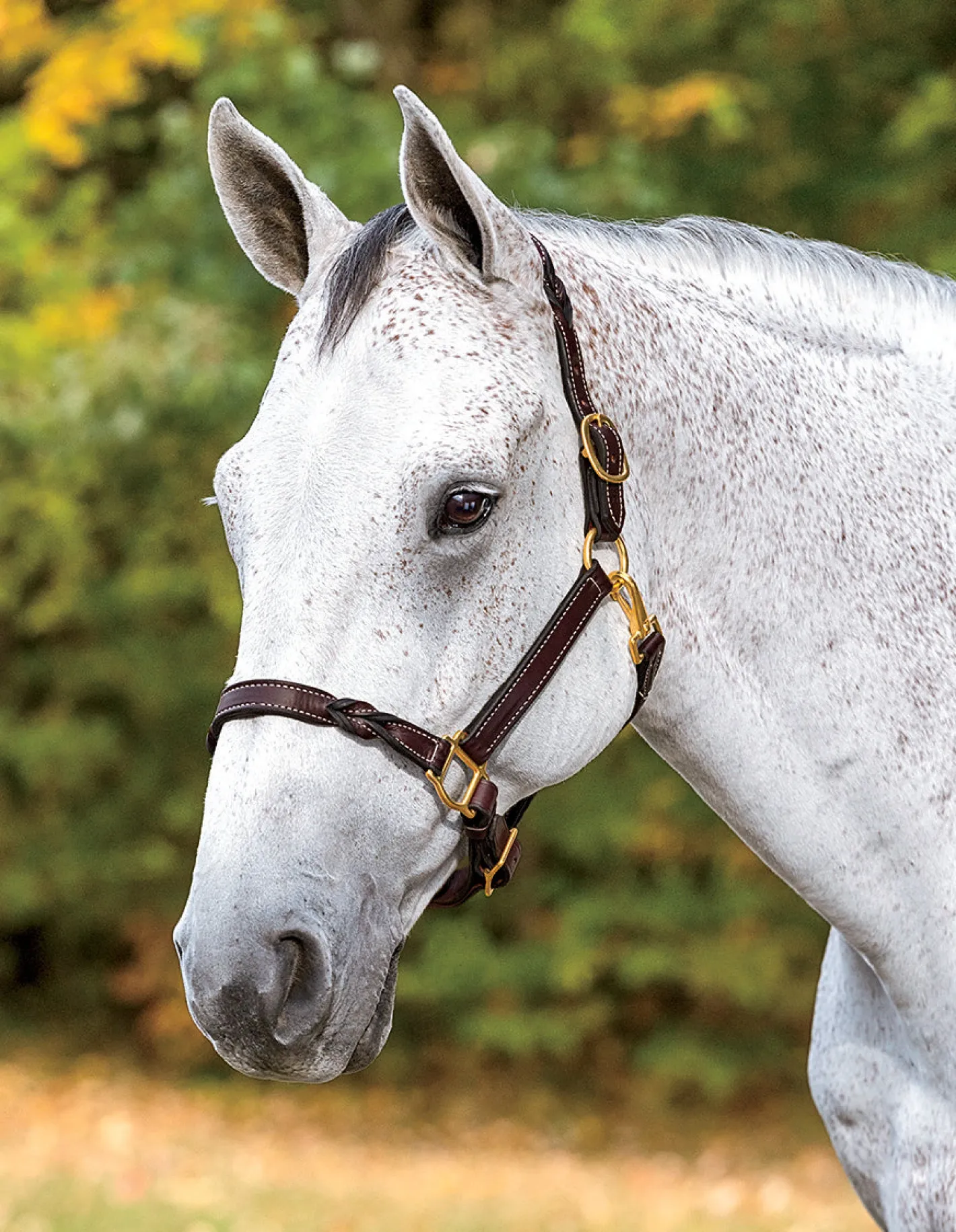 PERRIS LEATHER Perri’s® Twisted Leather Halter