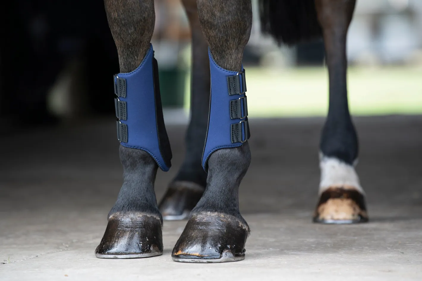 TEXT HORSE Rider’s International™ All-Purpose Galloping Boots