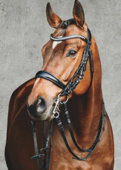 SCHOCKEMOEHLE N.A. Schockemöhle Equitus Gamma Double Bridle