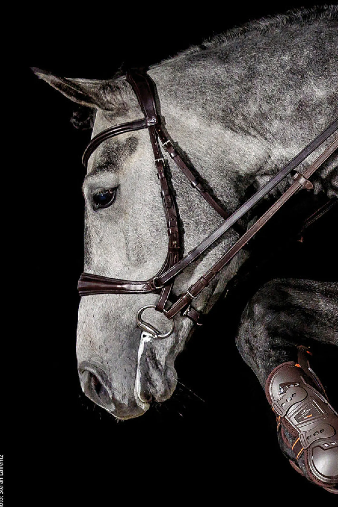 SCHOCKEMOEHLE N.A. Schockemöhle Equitus Theta Bridle