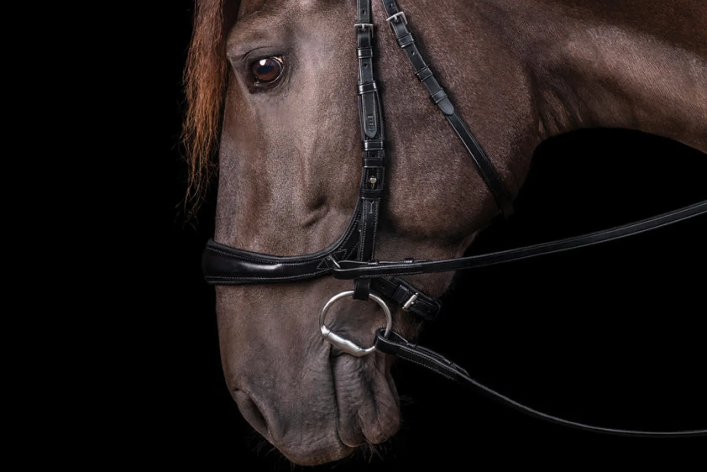 SCHOCKEMOEHLE N.A. Schockemöhle Equitus Theta Bridle
