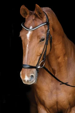 SCHOCKEMOEHLE N.A. Schockemöhle Pisa Drop Nose Bridle