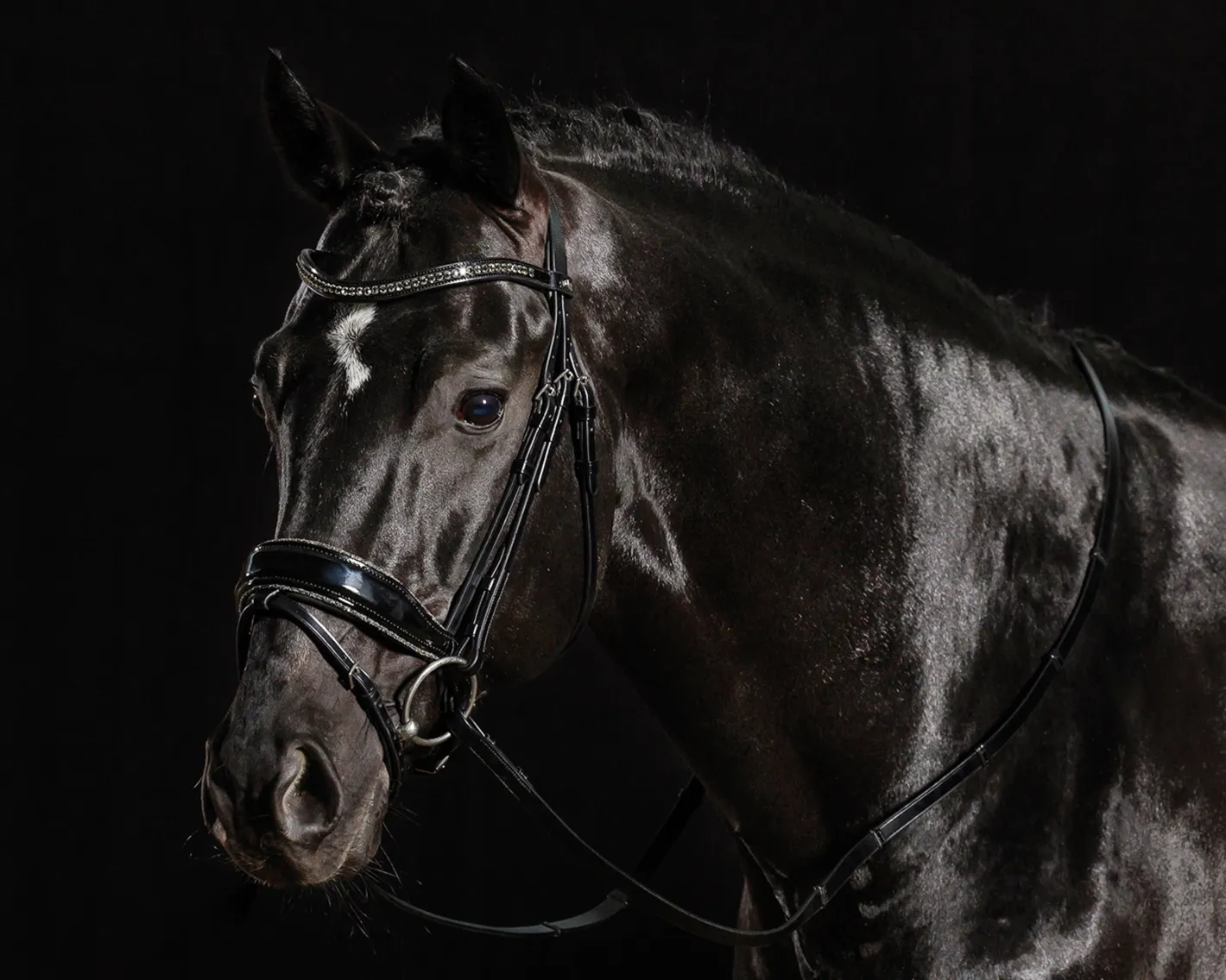 SCHOCKEMOEHLE N.A. Schockemöhle Standford Glam Bridle