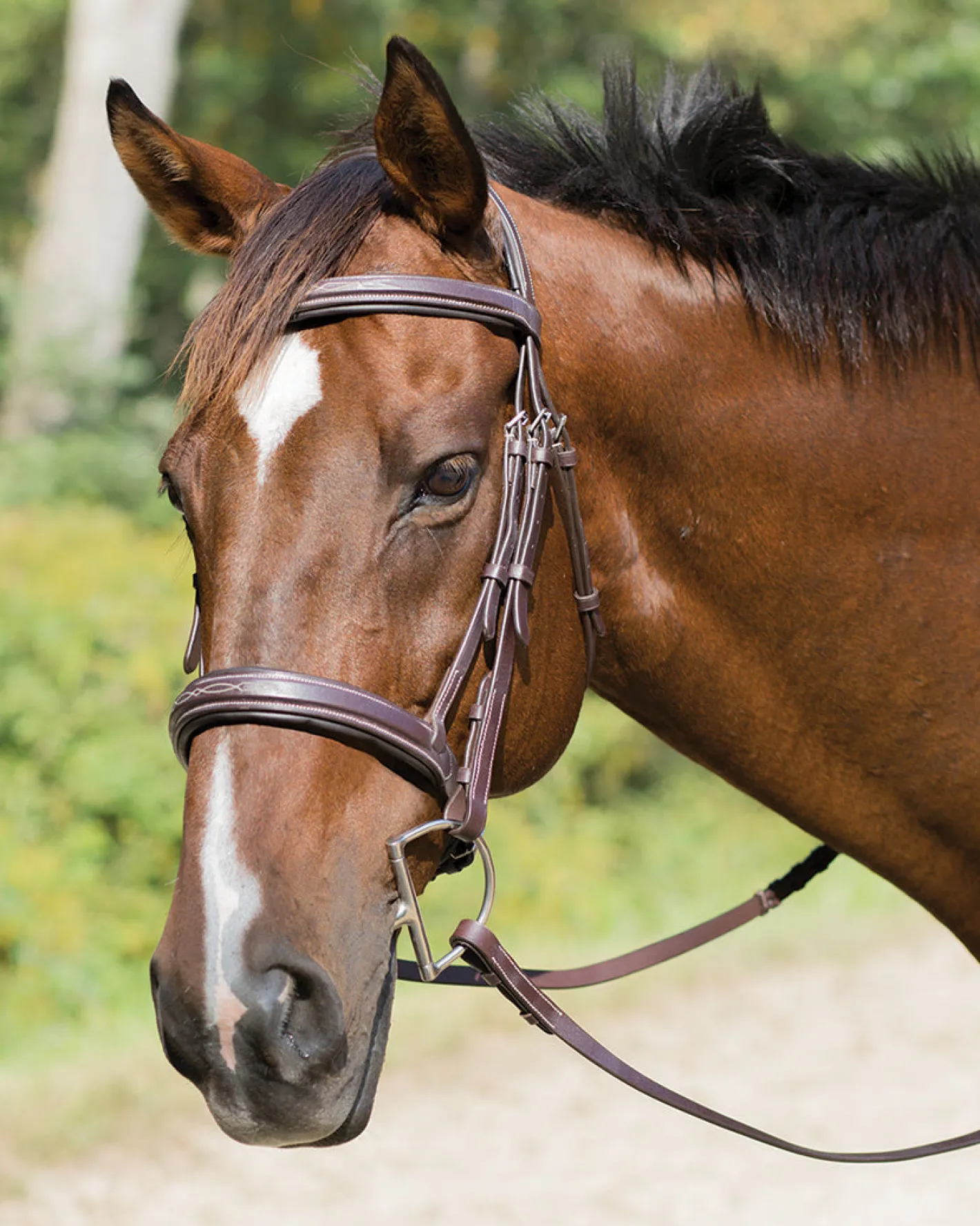 SHIRES EQUESTRIAN Shires Avignon Wellington Bridle