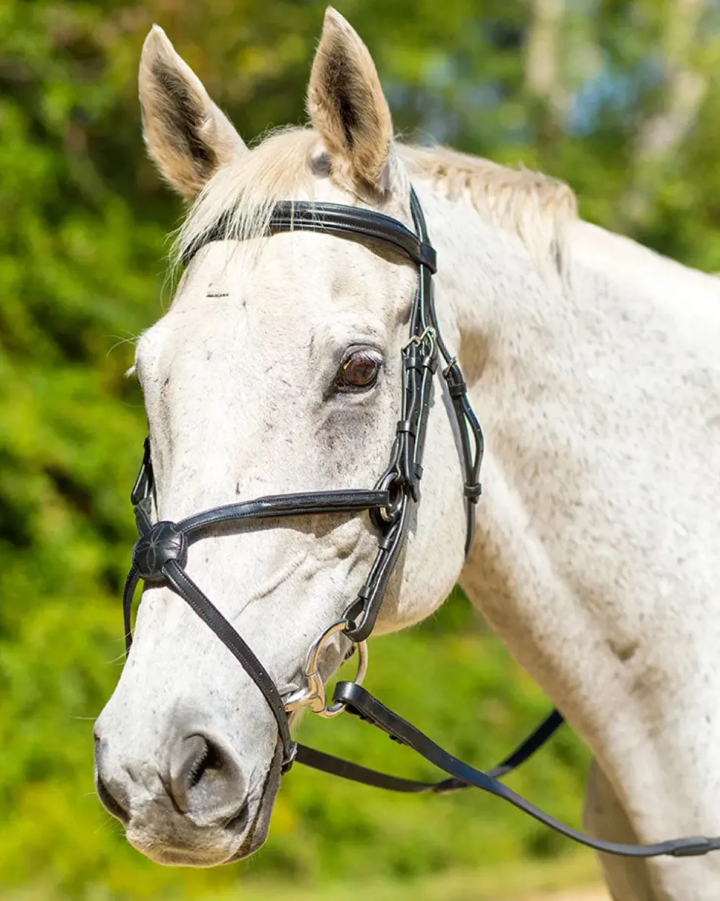 SHIRES EQUESTRIAN Shires Avignon Woodside Bridle