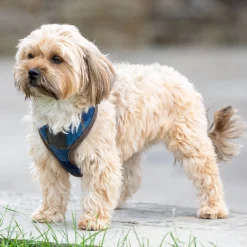 SHIRES EQUESTRIAN Shires Digby & Fox Tweed Dog Harness