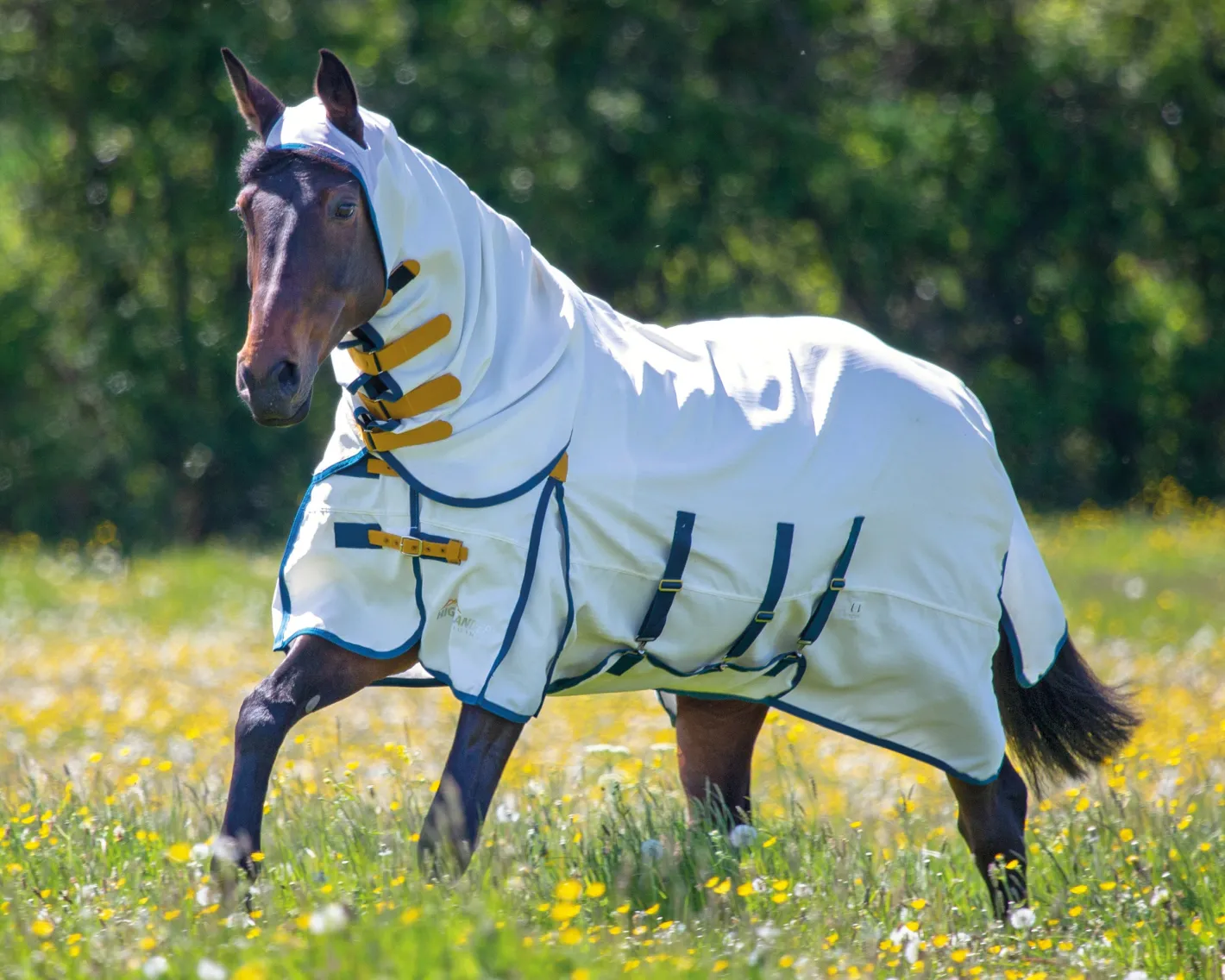 SHIRES EQUESTRIAN Shires Sweet-Itch Combo