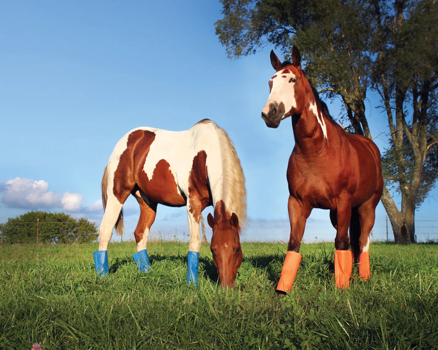 ANIMAL HEALTH INT Shoofly Leggins™ Set of 4