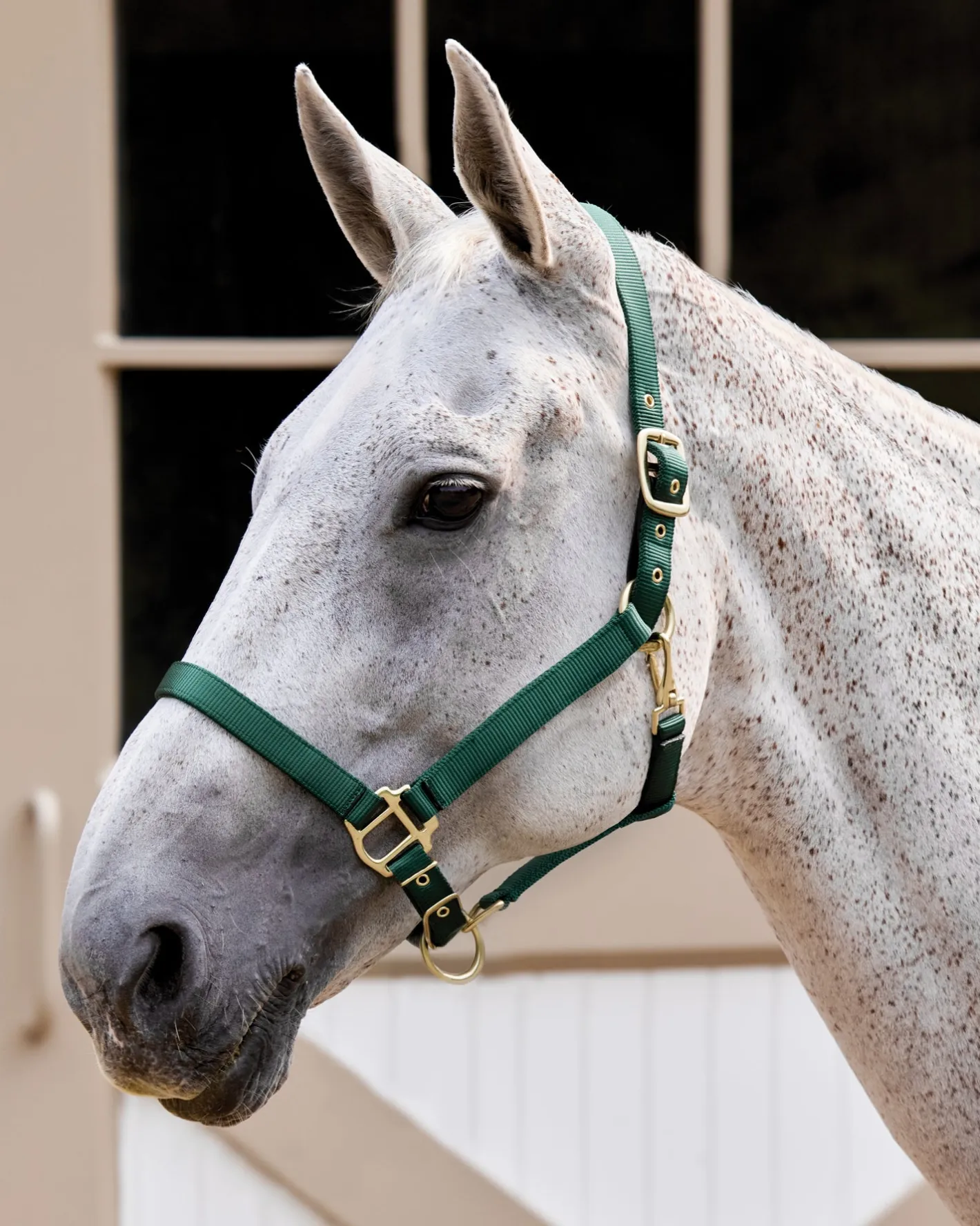 TEXT HORSE Suffolk™ Heavy Nylon Breakaway Halter with Fuse