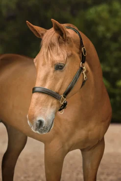 KINGS INTERNATIONAL Suffolk™ Lined Halter