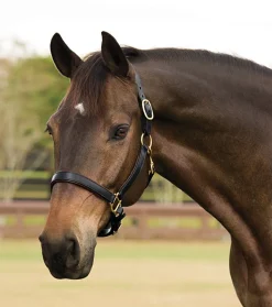 KINGS INTERNATIONAL Suffolk™ Lined Halter