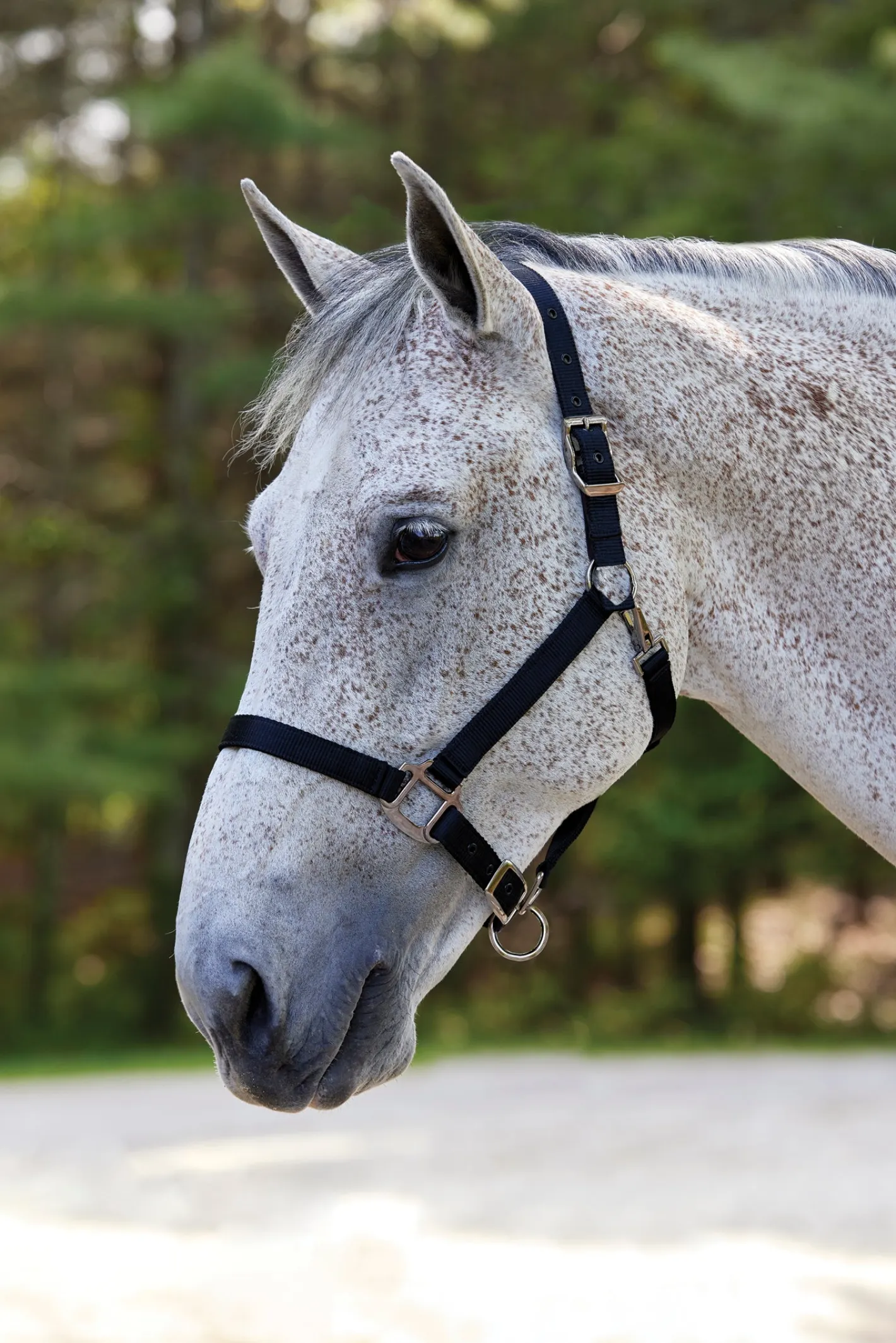 TEXT HORSE Suffolk™ Nylon Breakaway Halter