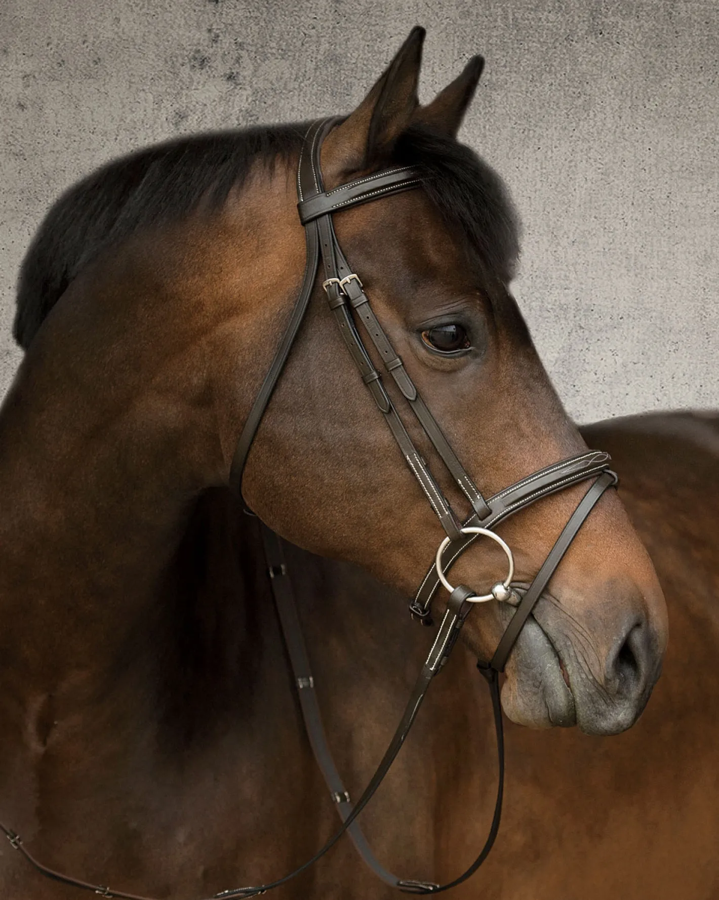 KINGS INTERNATIONAL Suffolk™ Single Crown Flash Bridle