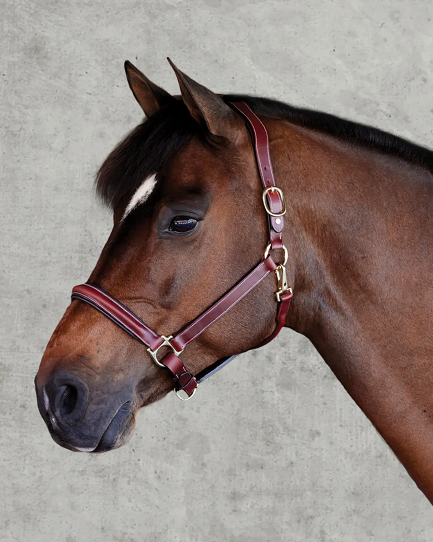 PUSHKAR INTL Suffolk™ Ergonomic Halter
