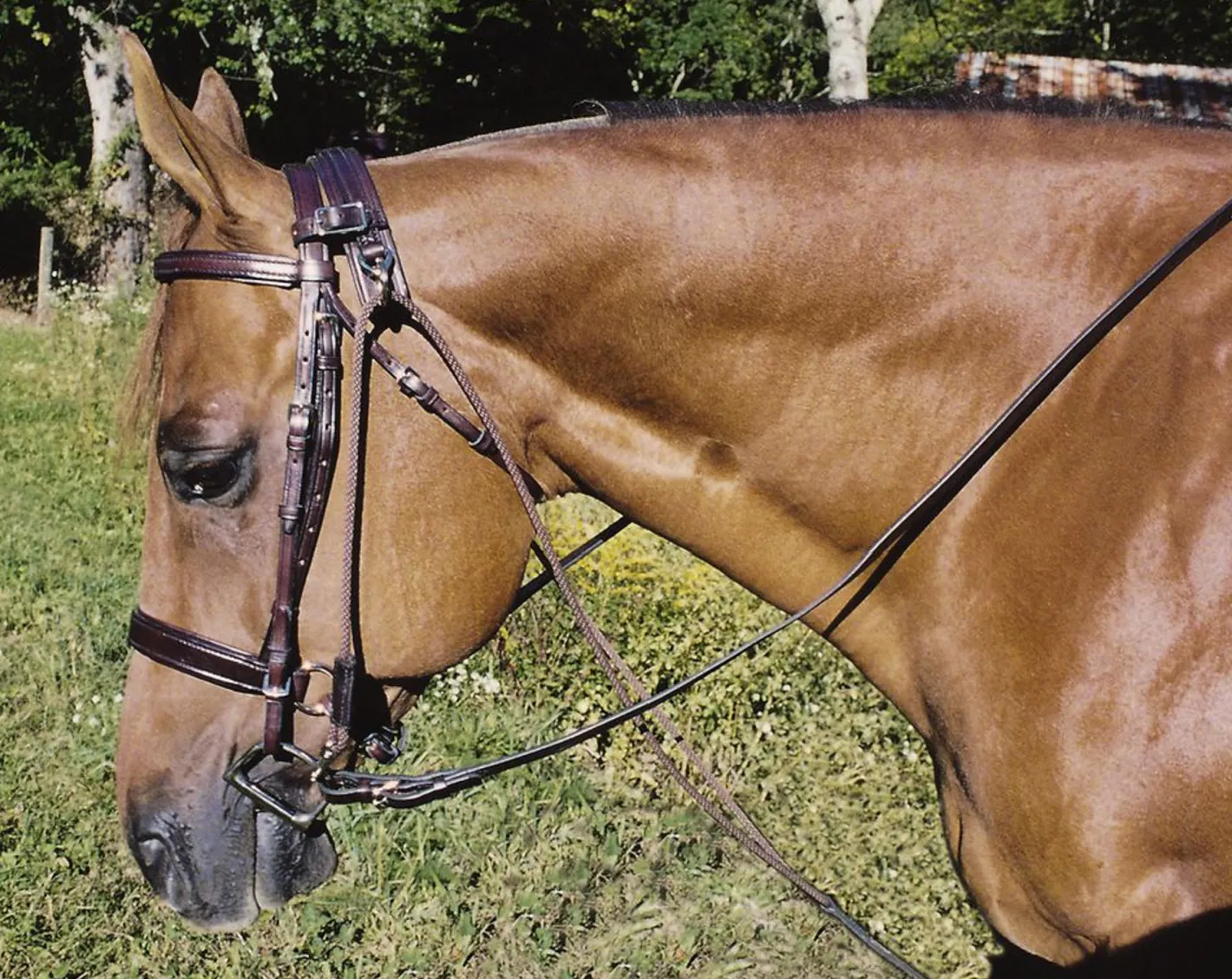 TORY LEATHER Company Horse Size Chambon