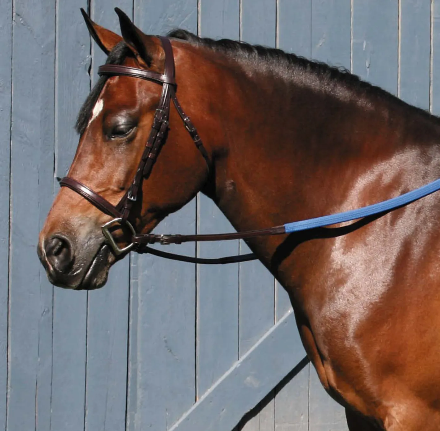 TORY LEATHER Company Padded English Bridle