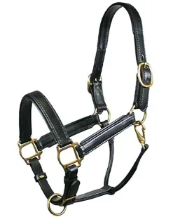TORY LEATHER Company Padded Leather Halter