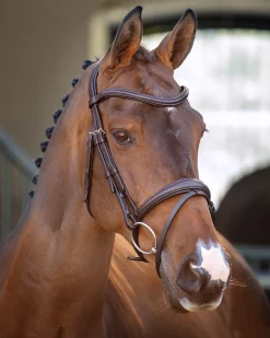 SHIRES EQUESTRIAN Velociti Lusso Padded Raised Flash Bridle