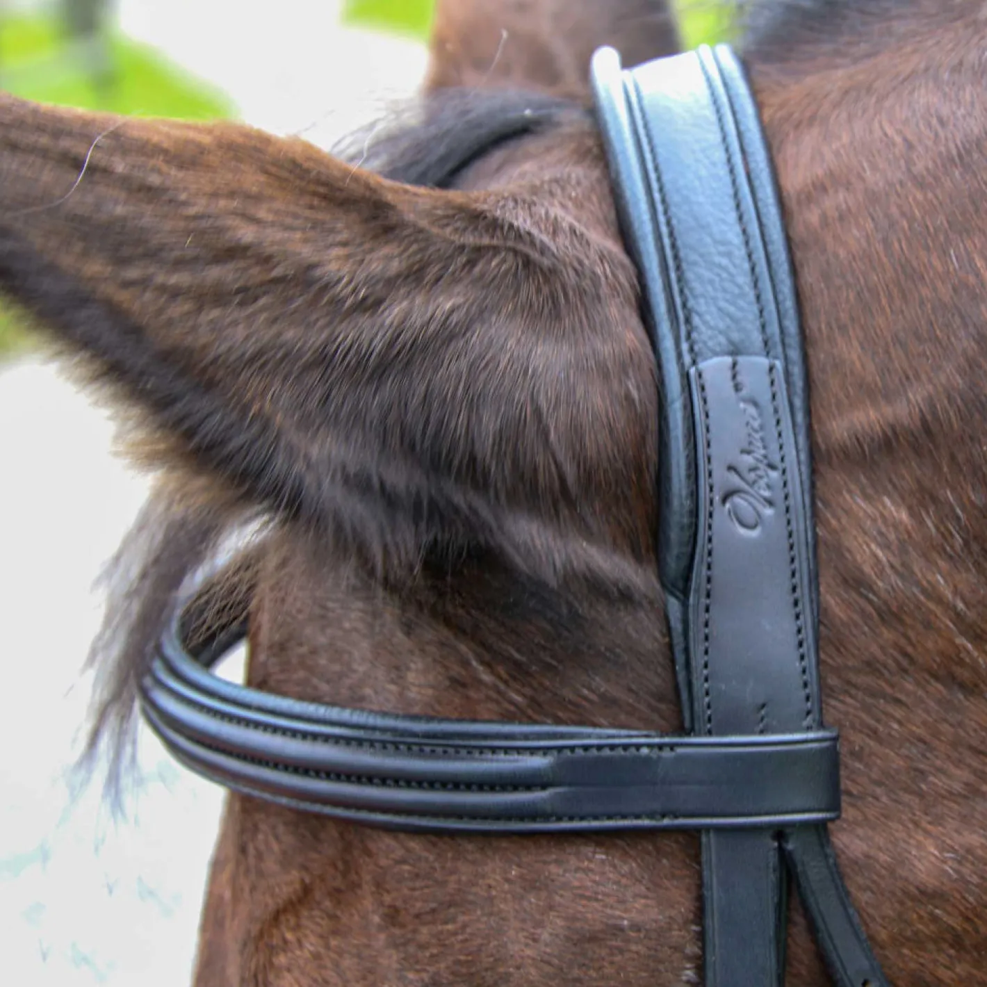 WORLD EQUSTRN BRNDS Vespucci Classic Dressage Bridle