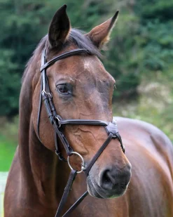 WORLD EQUSTRN BRNDS Vespucci Square Raised Figure-8 Bridle