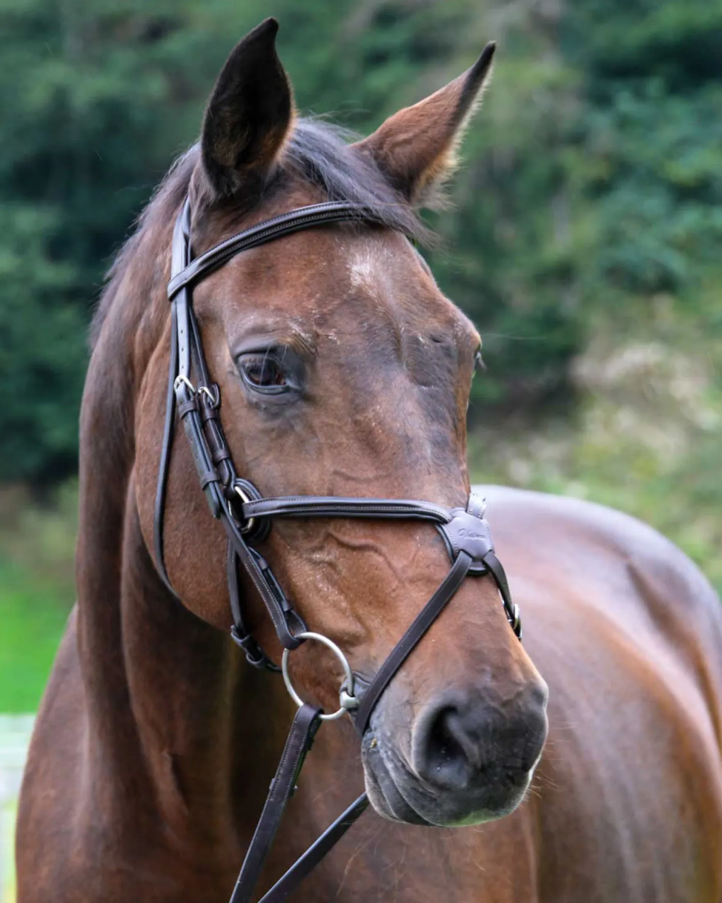 WORLD EQUSTRN BRNDS Vespucci Square Raised Figure-8 Bridle