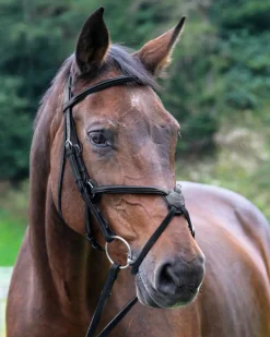 WORLD EQUSTRN BRNDS Vespucci Square Raised Figure-8 Bridle