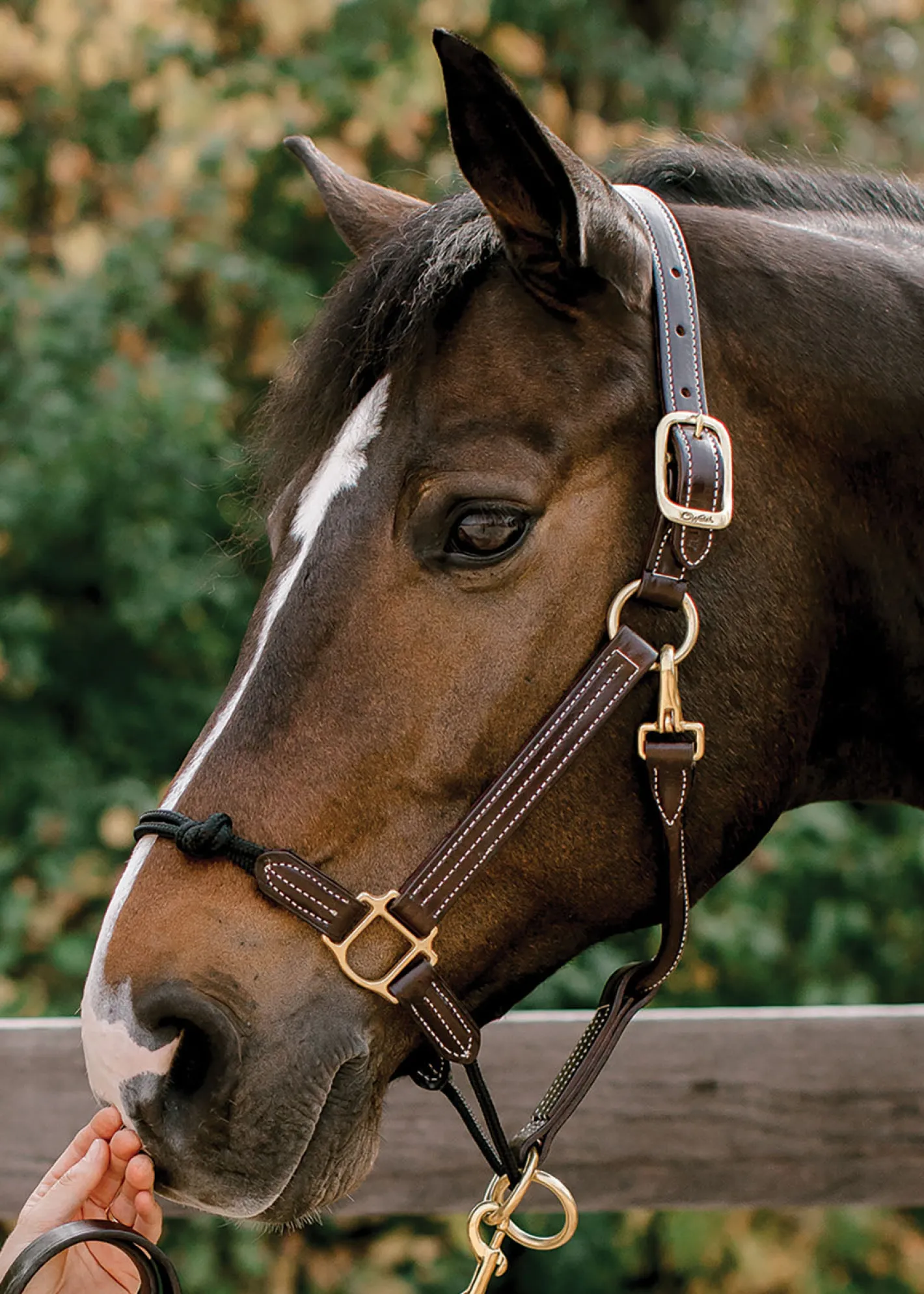 WALSH PRODUCTS Walsh™ Rope Nose British Halter
