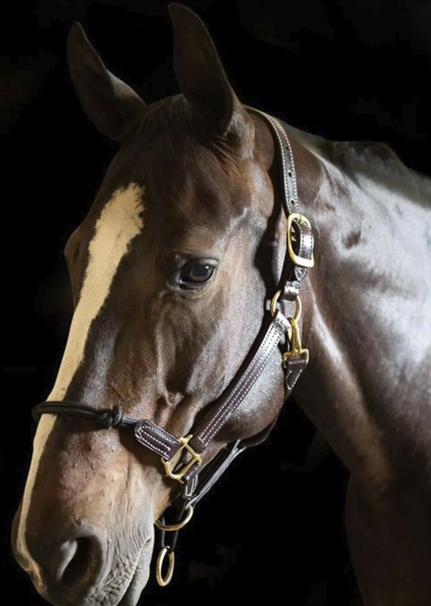 WALSH PRODUCTS Walsh™ Rope Nose British Halter